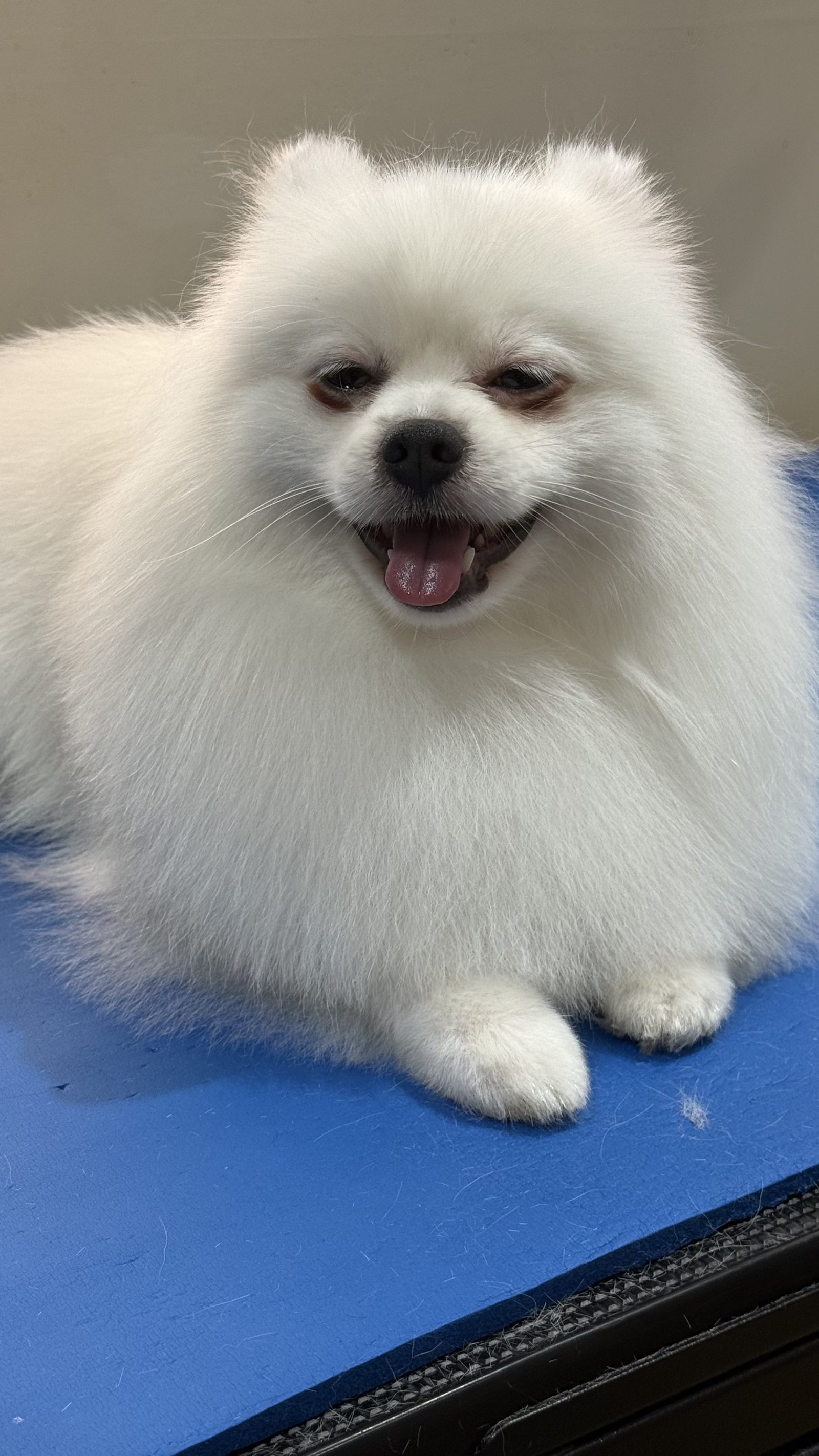 A white Pomeranian with a fluffy, brushed-out coat