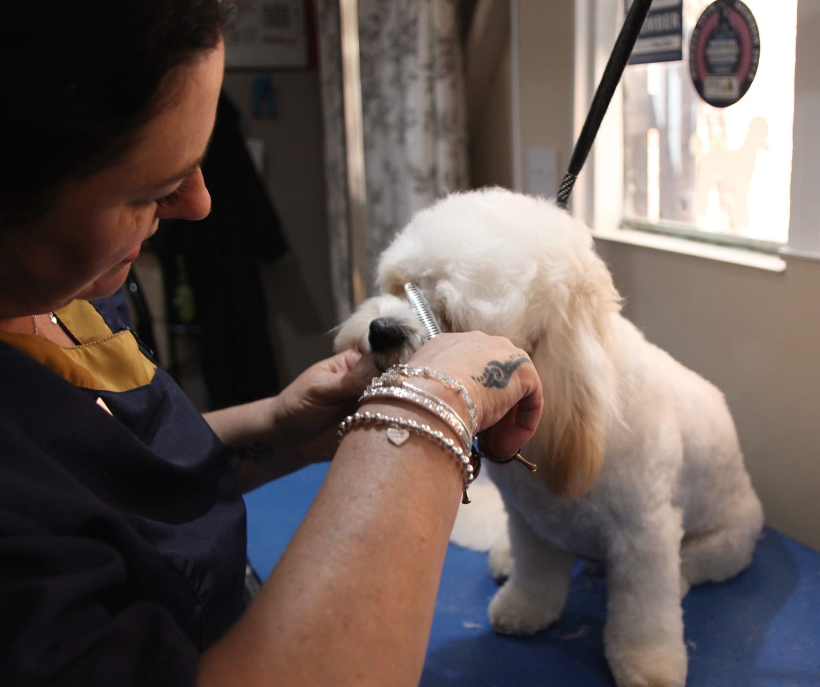 Sally carefully scissoring the face of a small white dog