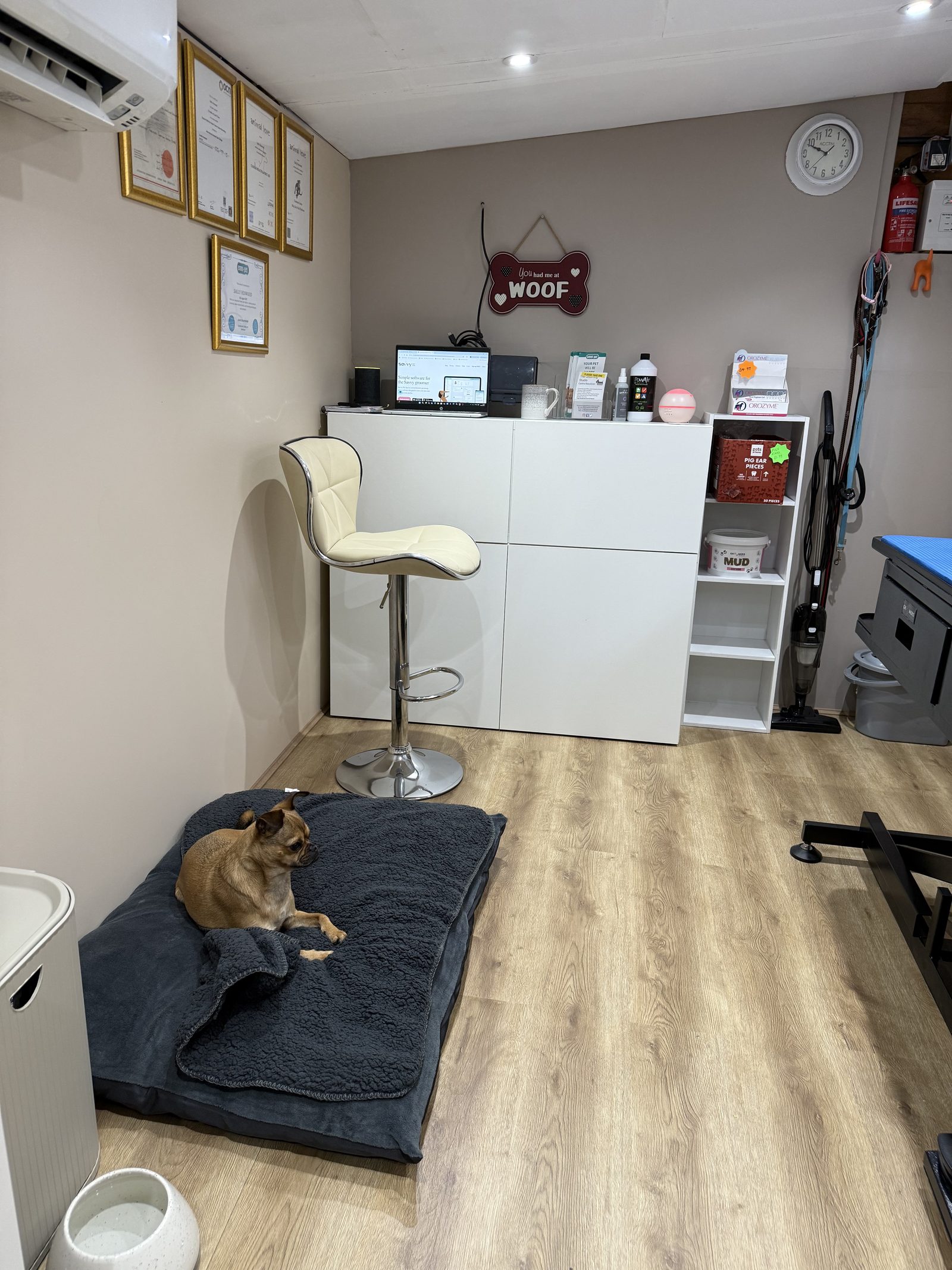 A small dog resting on a bed beside the grooming table in the calm studio