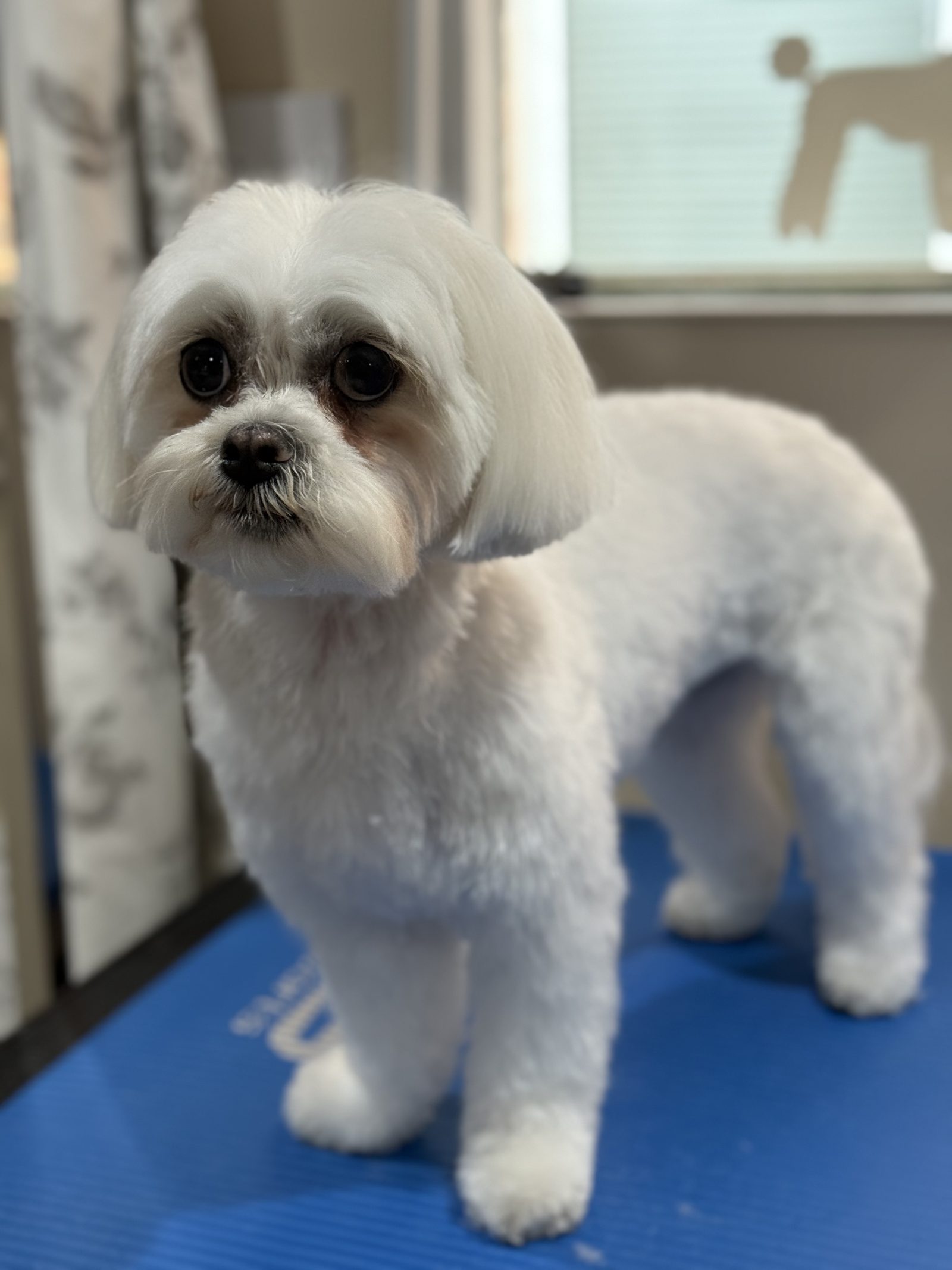 A white Maltese standing with a neat, freshly scissored coat