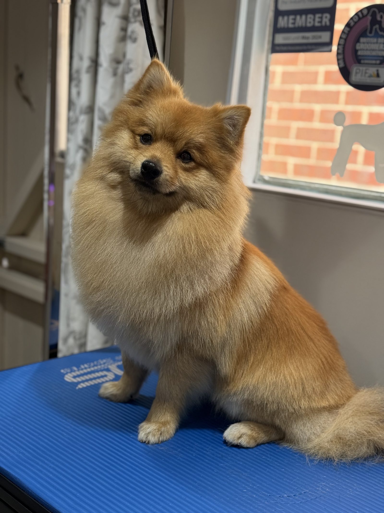 A Pomeranian sitting happily on the grooming table with a bright smile