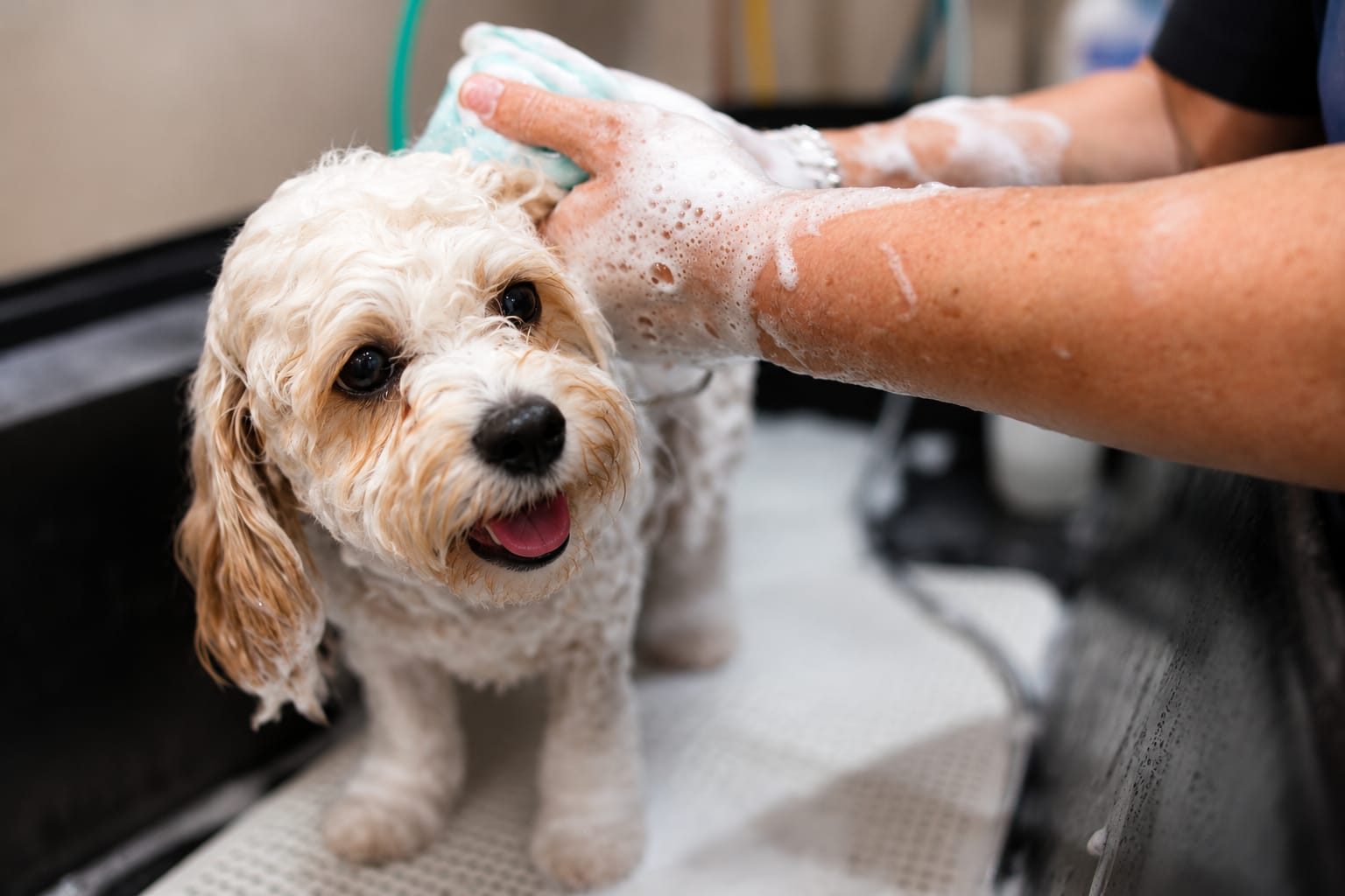 A puppy being gently bathed, calm in Sally's hands