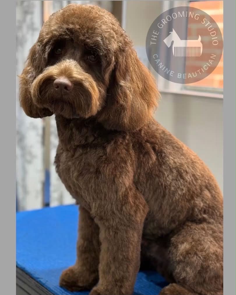 Chocolate cockapoo after grooming at The Grooming Studio