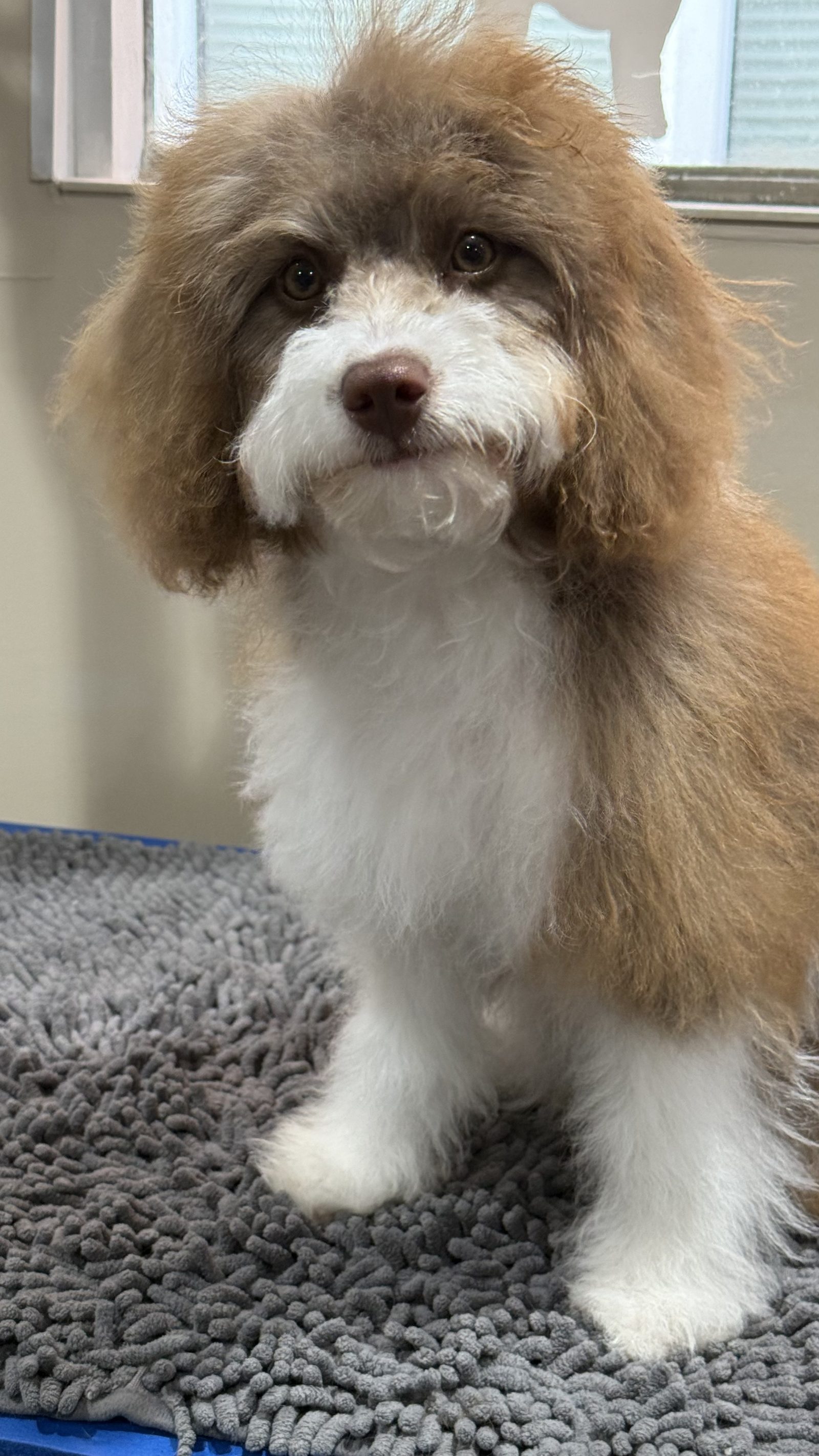 A Cavapoo with a soft teddy trim and full face