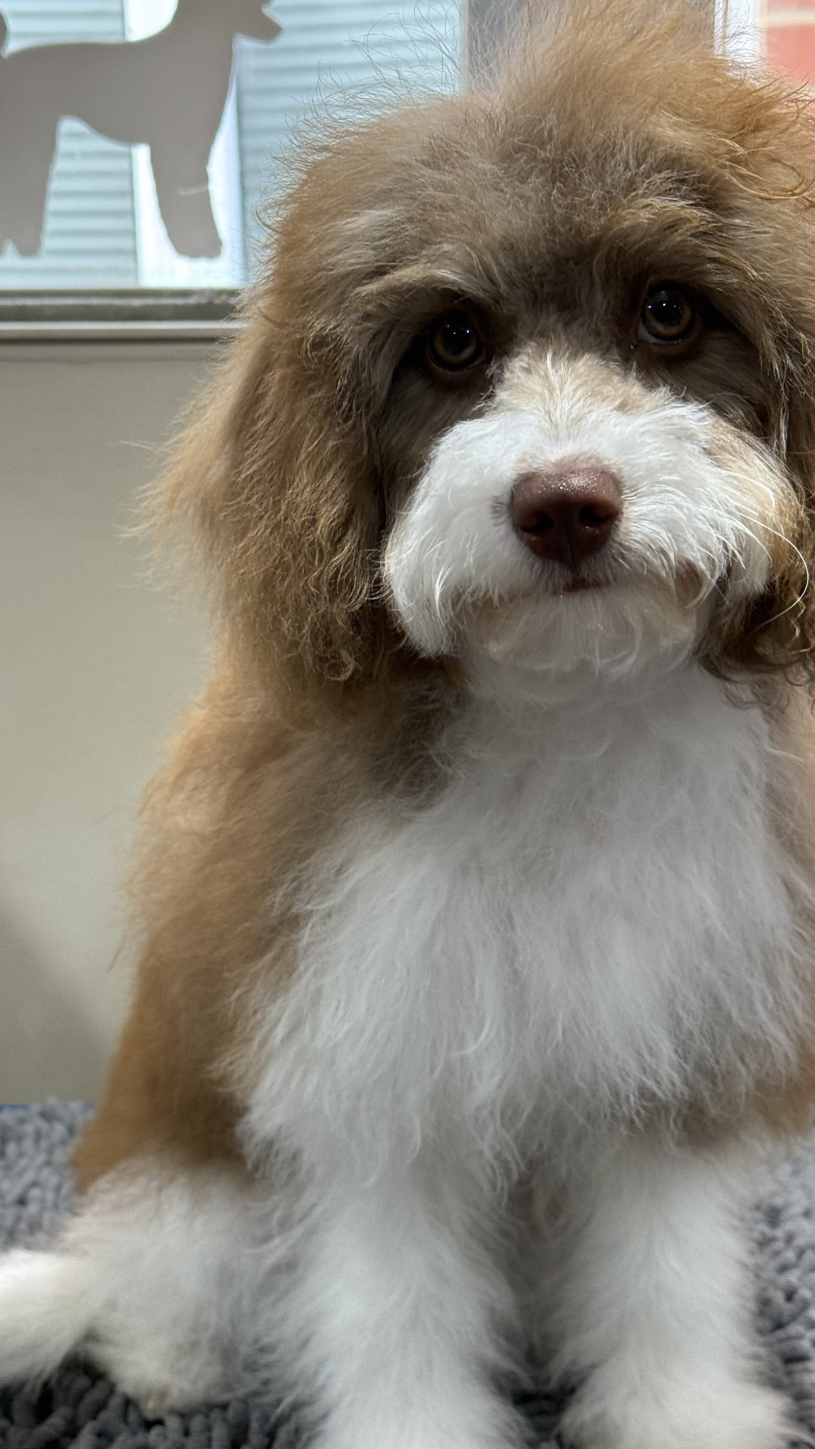 A young apricot and white puppy looking up after its first groom