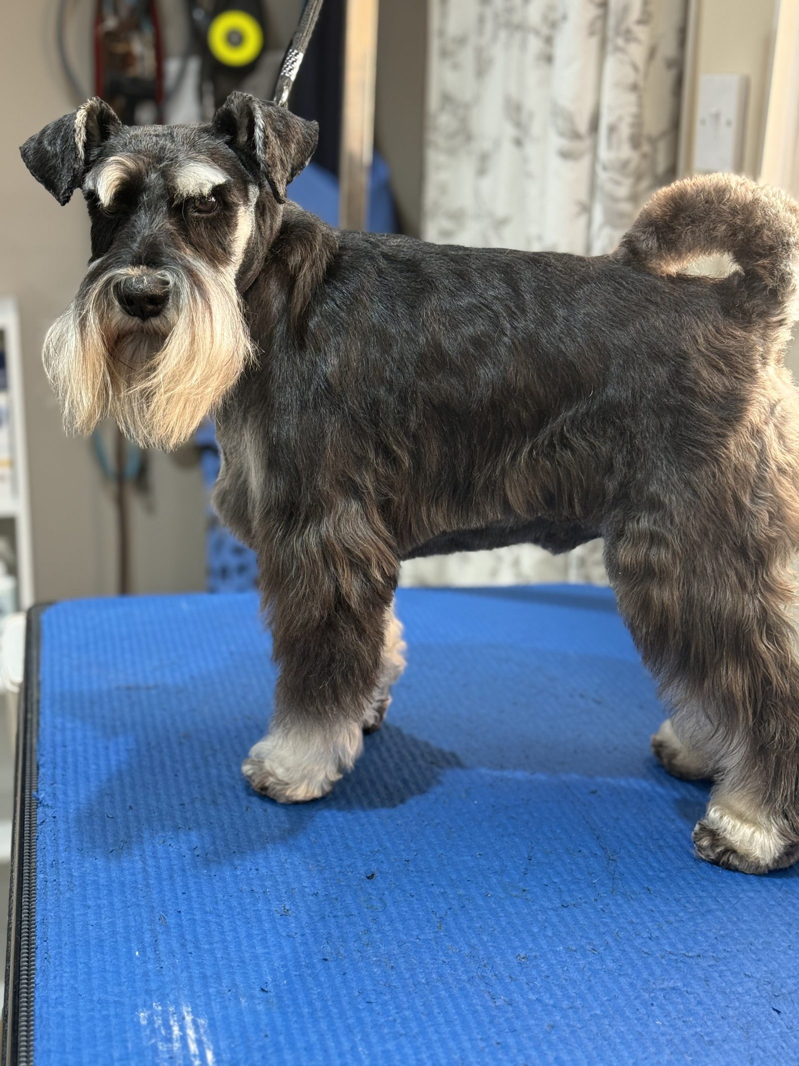 A hand-stripped Schnauzer standing in profile after grooming