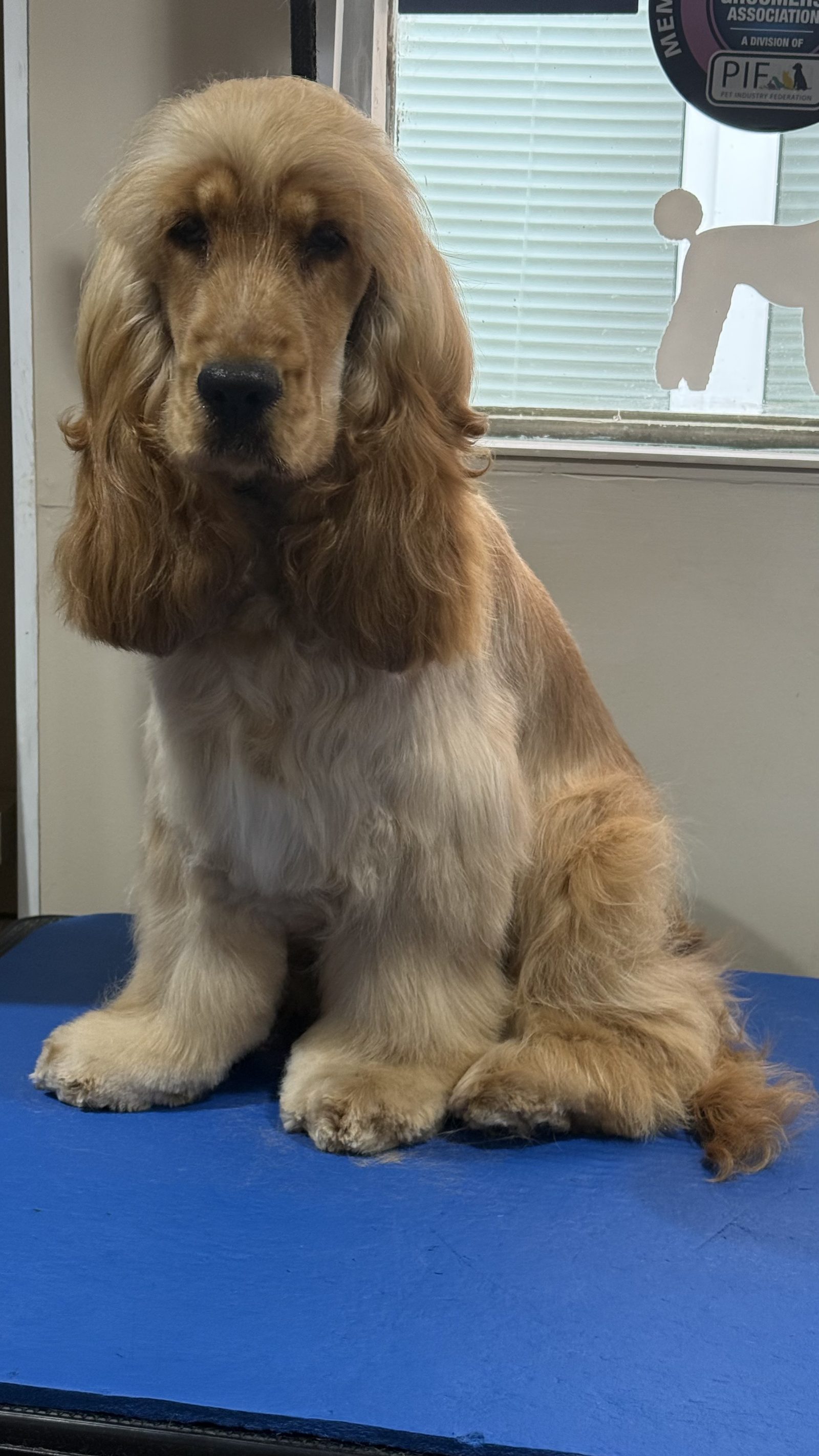 A golden Cocker Spaniel sitting after a breed groom