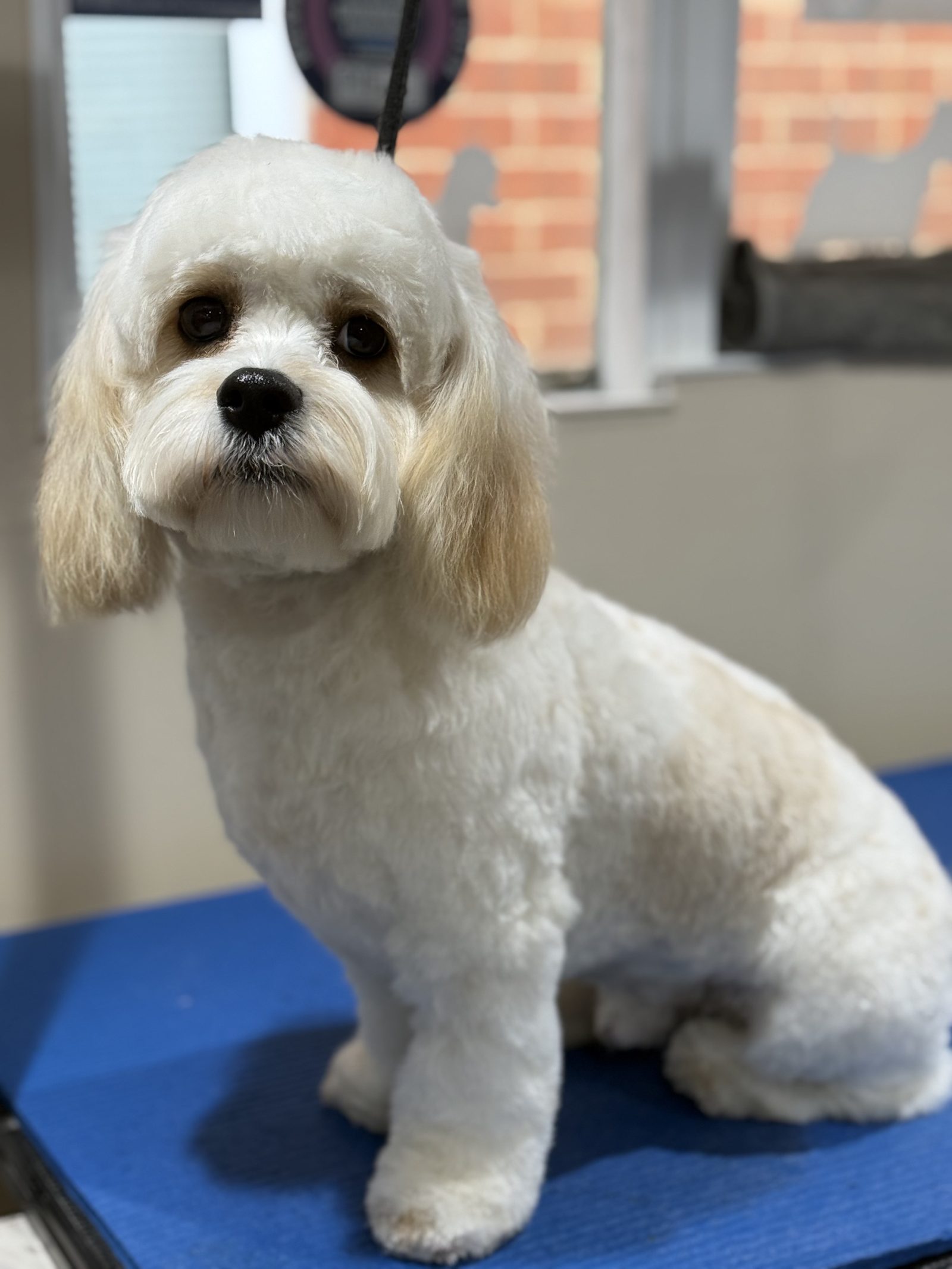 A freshly groomed cream Cockapoo sitting on the grooming table