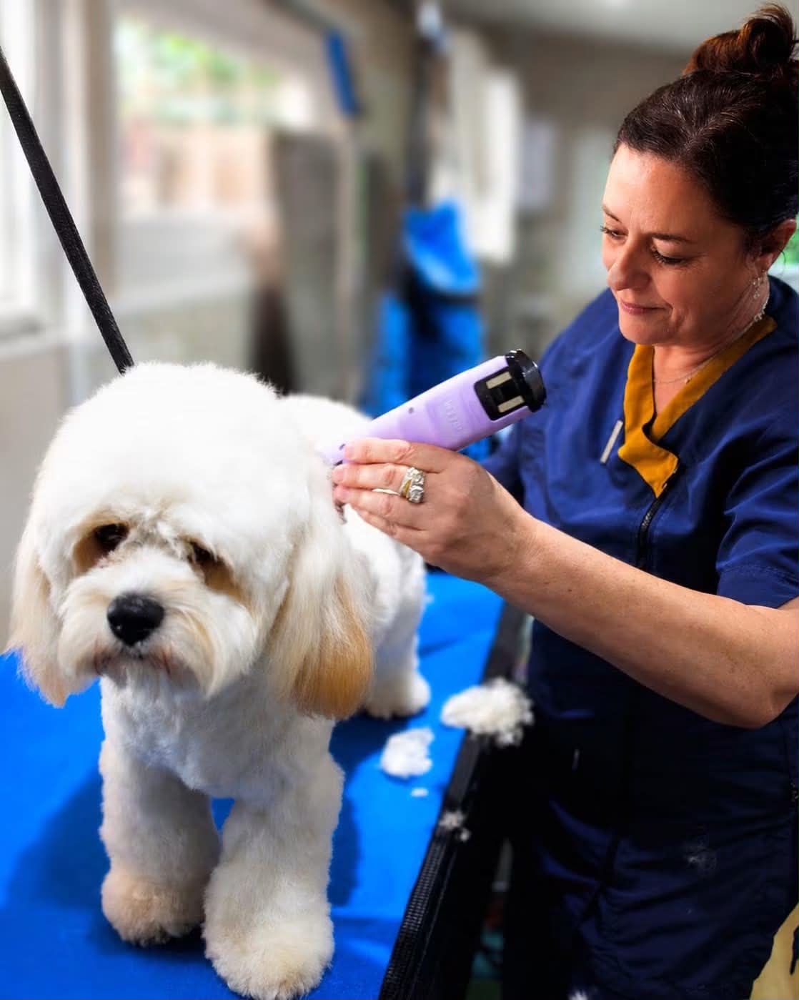 Sally Henwood clipping a white dog on the grooming table in Holyport